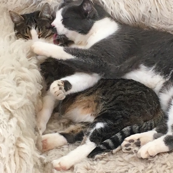 Napping and Shopping🐈💛 - Picture 6 of 8